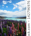 Lupins in full bloom and the blue sky over Lake Tekapo 142796976