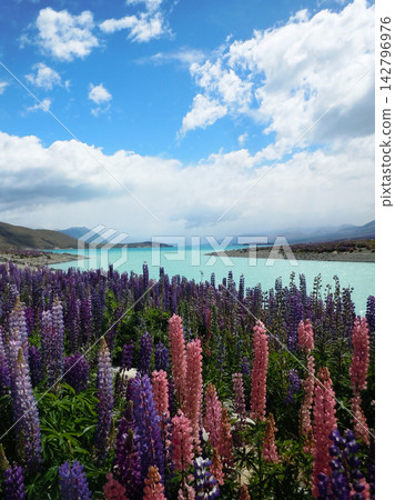 Lupins in full bloom and the blue sky over Lake Tekapo Lupins in full bloom and the blue sky over Lake Tekapo 142796976