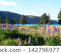 Lupines blooming on the shores of Lake Tekapo at dusk 142796977