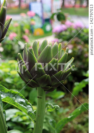 Purple and green artichoke flower buds. Purple and green artichoke flower buds. 142797013