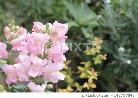 Beautiful pink snapdragon flowers blooming on stem close up Beautiful pink snapdragon flowers blooming on stem close up 142797042