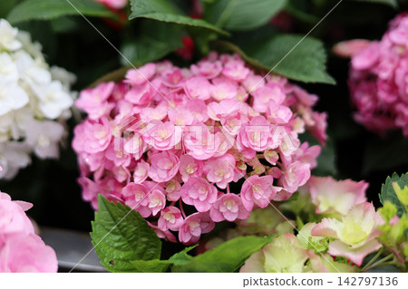 Hydrangea flower blooming beautifully amidst fresh green leaves. 142797136
