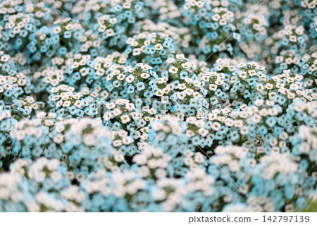Field of tiny light blue and white alyssum flowers blooming in a public garden. Field of tiny light blue and white alyssum flowers blooming in a public garden. 142797139