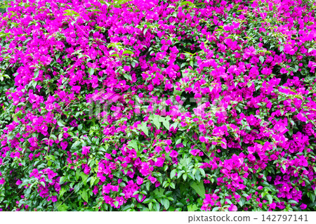 Blooming bougainvillea bushes Blooming bougainvillea bushes 142797141