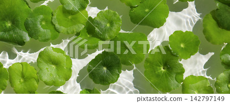 Green pennywort leaves floating on clear water with soft ripples. 142797149
