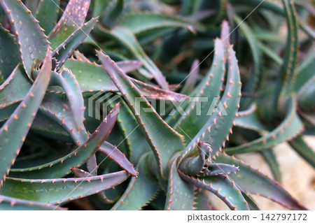 Close-up of sharp green leaves on an Aloe Vera plant. Close-up of sharp green leaves on an Aloe Vera plant. 142797172