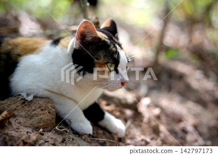 A three-colored cat lies relaxed on the ground. A three-colored cat lies relaxed on the ground. 142797173