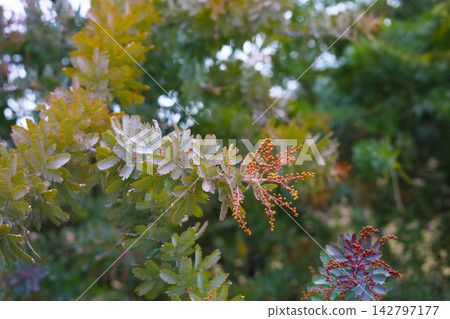 Purple Cootamundra Wattle leaves with reddish buds 142797177