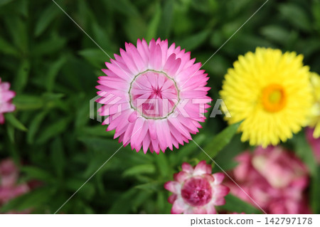 Pink and yellow strawflowers blooming in the garden Pink and yellow strawflowers blooming in the garden 142797178