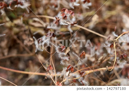 Wild clematis vitalba seed pods close up Wild clematis vitalba seed pods close up 142797180