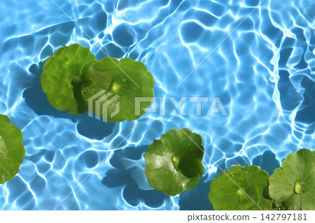 Green Asiatic pennywort leaves bordering bright blue rippling water. Green Asiatic pennywort leaves bordering bright blue rippling water. 142797181