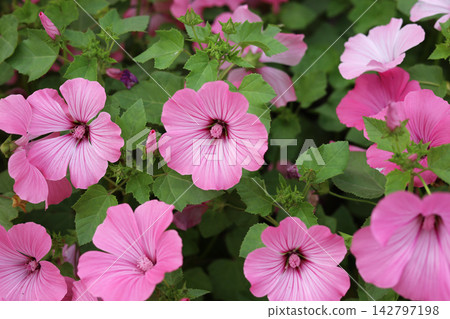 Beautiful pink mallow flowers blooming in the garden. Beautiful pink mallow flowers blooming in the garden. 142797198