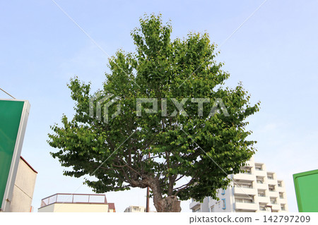 A lush green tree in an urban environment. A lush green tree in an urban environment. 142797209