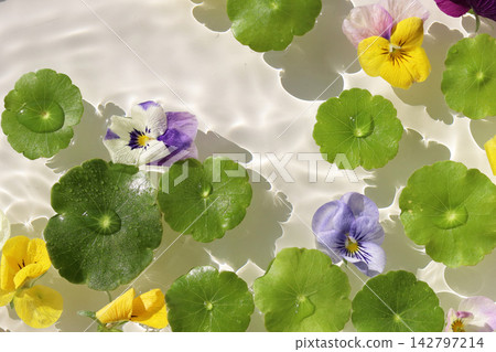 Colorful pansies and asiatic pennyworts floating on shimmering waves. Colorful pansies and asiatic pennyworts floating on shimmering waves. 142797214