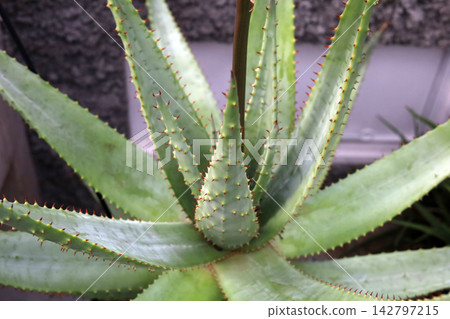 Close-up of sharp green leaves on an Aloe Vera plant. 142797215