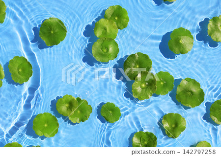 Green pennywort leaves floating on clear blue rippling water. Green pennywort leaves floating on clear blue rippling water. 142797258