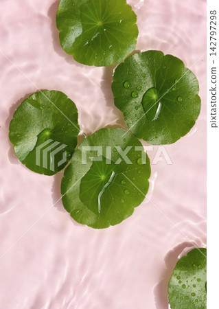 Green gotu kola leaves floating on clear rippling water, pink background Green gotu kola leaves floating on clear rippling water, pink background 142797298