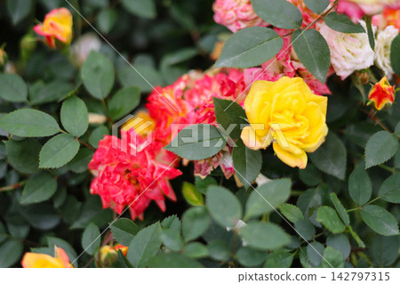 Multi-colored roses blooming with yellow and pink petals on green bushes in a garden. Multi-colored roses blooming with yellow and pink petals on green bushes in a garden. 142797315