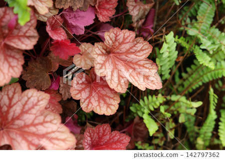 Coral bells leaves growing in a garden. Coral bells leaves growing in a garden. 142797362