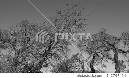burned trees and dramatic landscape burned trees and dramatic landscape 142797434