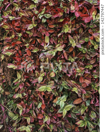 colorful ivy plant leaves on a wall colorful ivy plant leaves on a wall 142797447