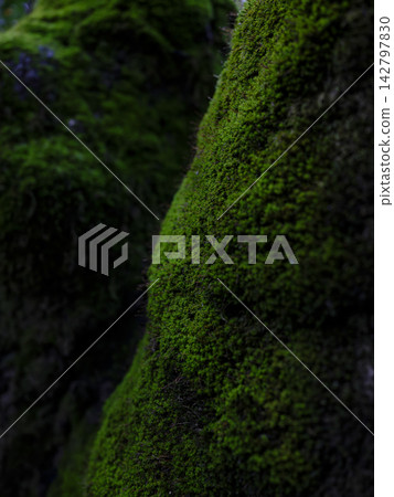 Natural stones with green moss detail Natural stones with green moss detail 142797830