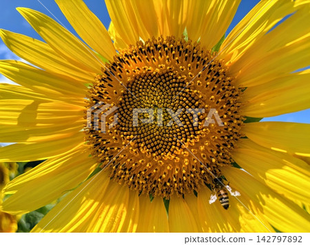 蜜蜂採集向日葵花蜜 蜜蜂採集向日葵花蜜 142797892