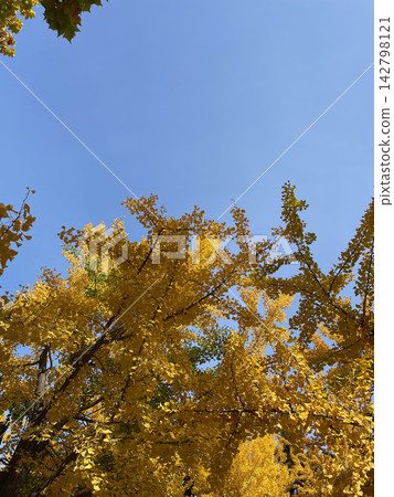 札幌中島公園的藍天和金黃色的銀杏樹 142798121