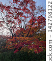 札幌中島公園的秋葉在逆光下閃閃發光 142798122