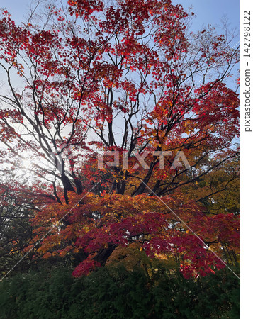 札幌中島公園的秋葉在逆光下閃閃發光 札幌中島公園的秋葉在逆光下閃閃發光 142798122