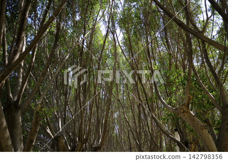 Fresh woodland scenery with blooming nature Fresh woodland scenery with blooming nature 142798356