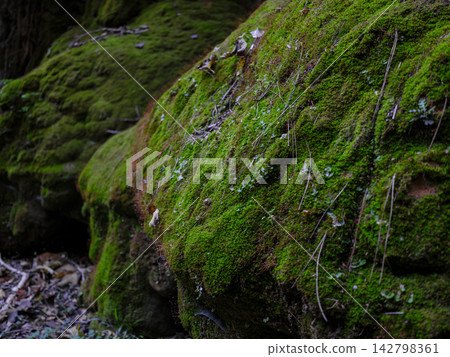 Moss-covered rocks in a forest landscape 142798361