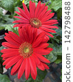 Red Gerbera 142798488