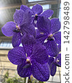 Dark purple orchid 142798489