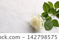 White Rose  142798575
