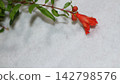 Pomegranate flower 142798576