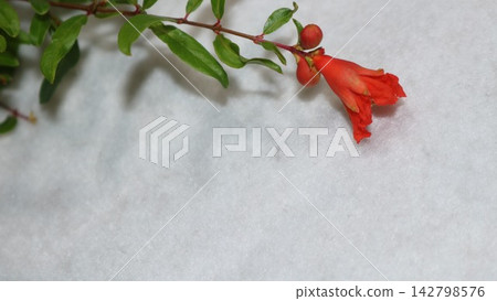 Pomegranate flower Pomegranate flower 142798576