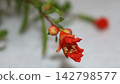 Pomegranate flower 142798577
