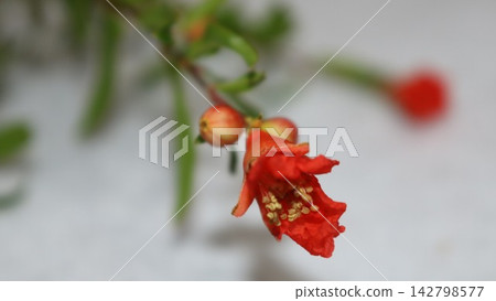 Pomegranate flower Pomegranate flower 142798577
