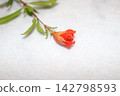 Pomegranate flower 142798593