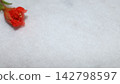 Pomegranate flower 142798597