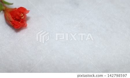 Pomegranate flower Pomegranate flower 142798597