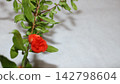 Pomegranate flower 142798604