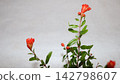 Pomegranate flower 142798607