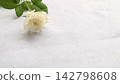 White Rose  142798608