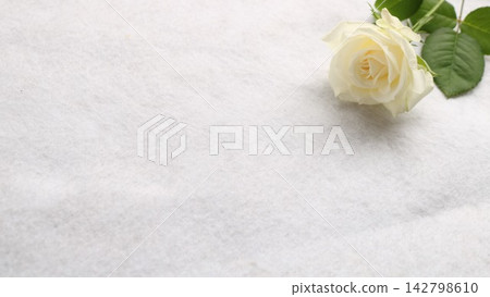 White Rose White Rose 142798610