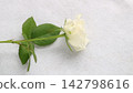 White Rose  142798616