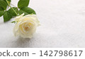 White Rose  142798617