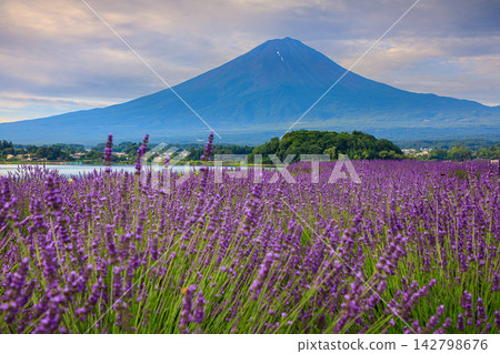 從薰衣草盛開的河口湖大石公園眺望富士山 山梨縣河口湖町 142798676
