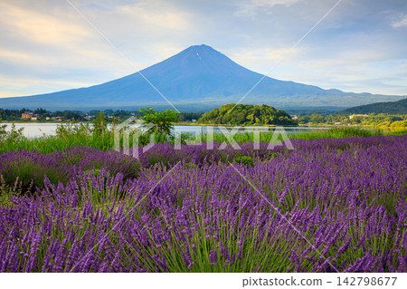Mount Fuji as seen from Oishi Park, Lake Kawaguchi, with its blooming lavender blooms, Kawaguchiko Town, Yamanashi Prefecture Mount Fuji as seen from Oishi Park, Lake Kawaguchi, with its blooming lavender blooms, Kawaguchiko Town, Yamanashi Prefecture 142798677
